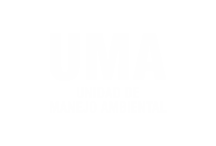 premio uma jdm